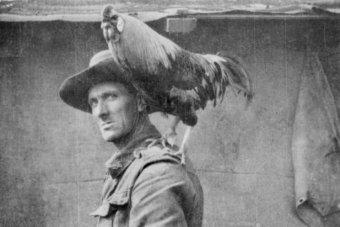 Animals in World War I – ABC News Feature - WWDHS