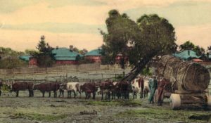 Bullock Wagga